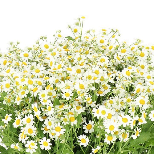 TANACETUM CAMERON