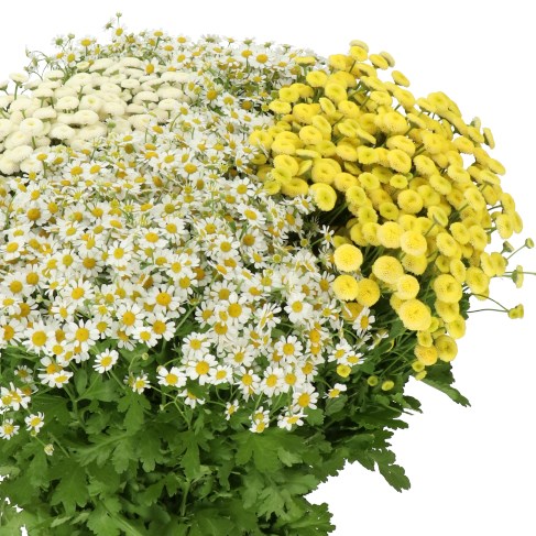 TANACETUM MIX