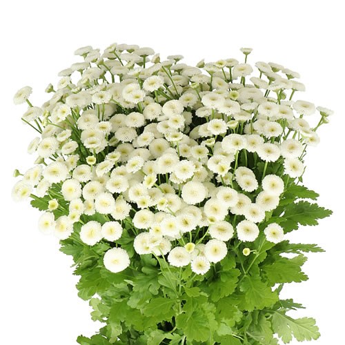 White Rio Tanacetum Bouquet