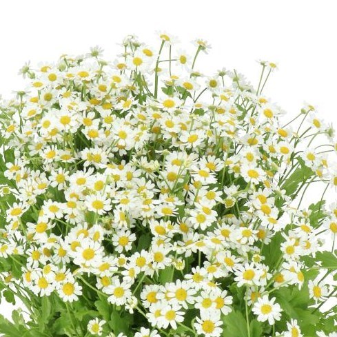 TANACETUM SINGLE VEGMO