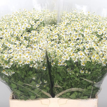 TANACETUM SINGLE VEGMO