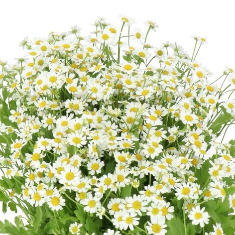 TANACETUM SINGLE VEGMO