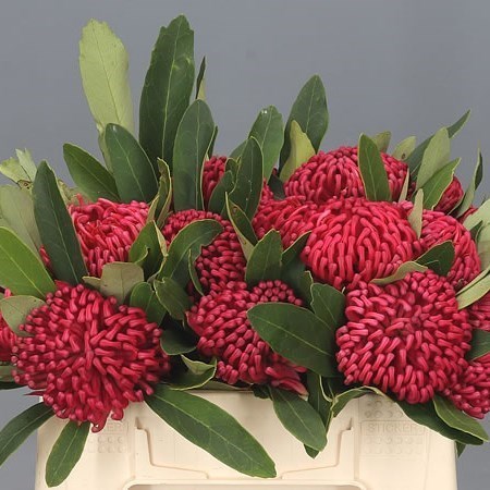 TELOPEA WARATAH