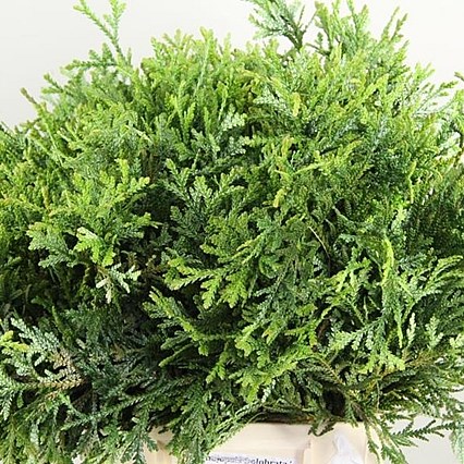 THUJA PLICATA THUJA DOLABRATA