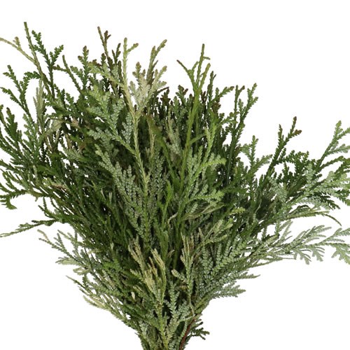 THUJA PLICATA