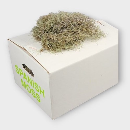 TILLANDSIA MOSS DRIED FINE (1Kg)