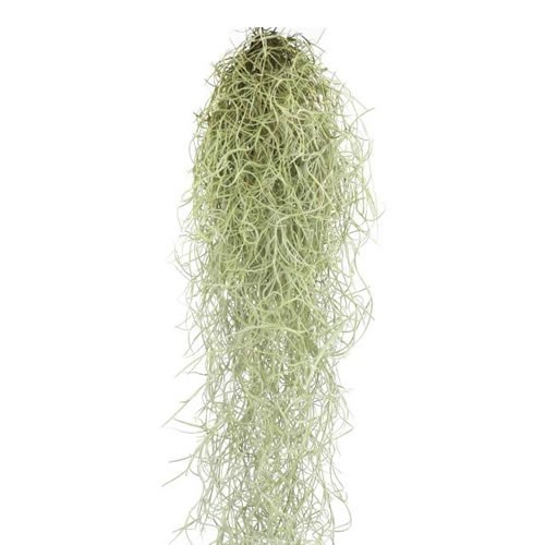 TILLANDSIA USNEOIDES (SPANISH MOSS FRESH)