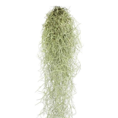 TILLANDSIA USNEOIDES (SPANISH MOSS FRESH)