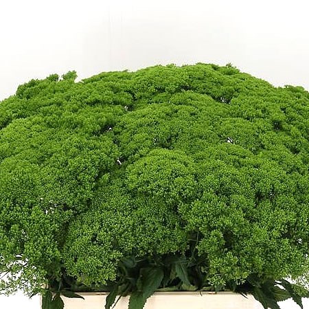 TRACHELIUM BRIBA GREEN