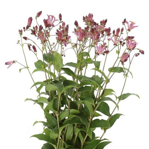 TRICYRTIS
