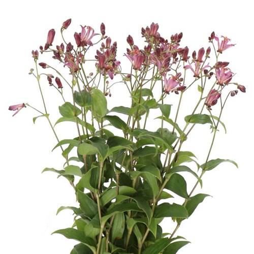 TRICYRTIS