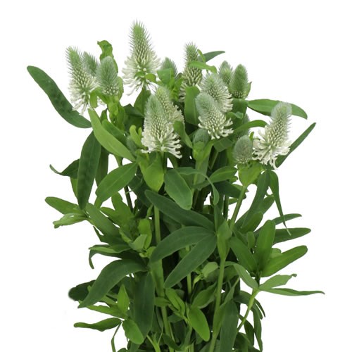 TRIFOLIUM FROSTY FEATHERS