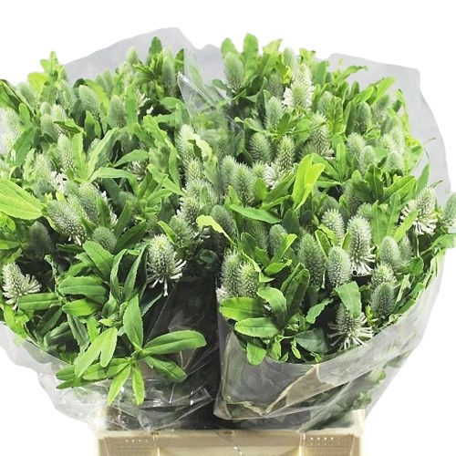 TRIFOLIUM FROSTY FEATHERS