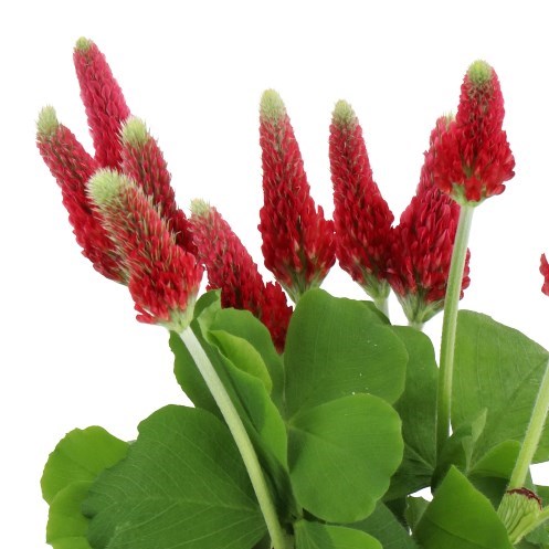 TRIFOLIUM INCARNATUM