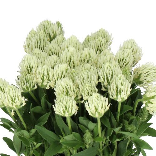 TRIFOLIUM OCHROLEUCUM