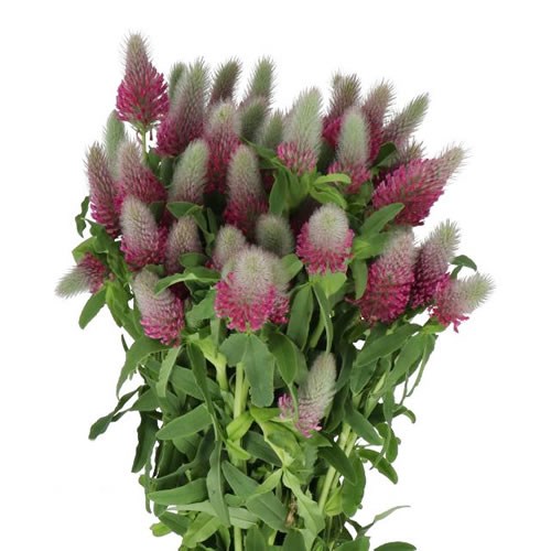 TRIFOLIUM PURPUREUM