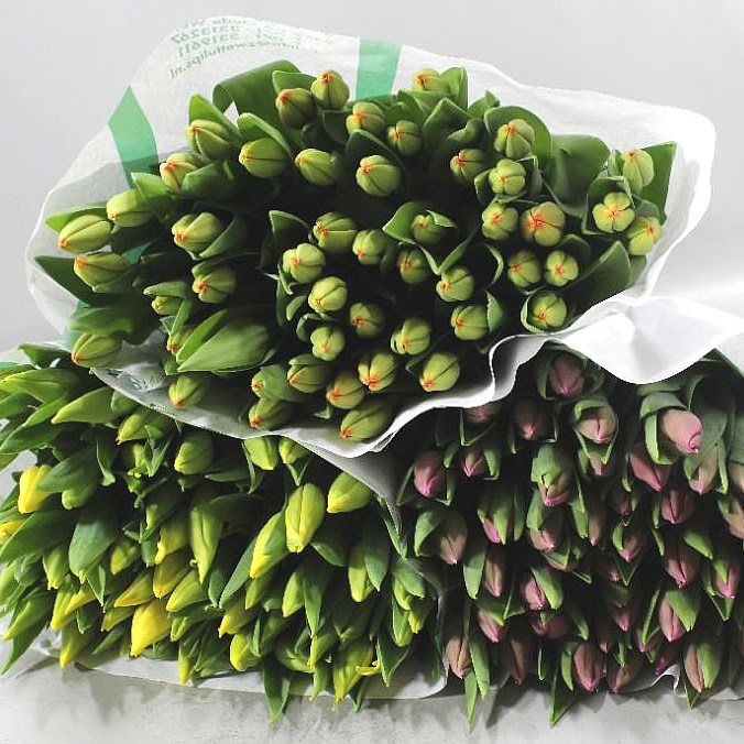 TULIP 3 COL MIX X 150 (COLS MAY VARY TO IMAGE)