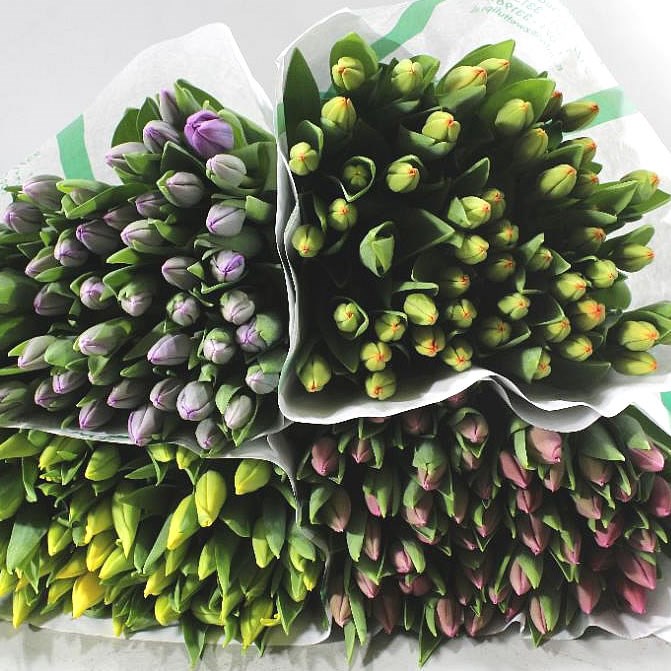 TULIP 4 COL MIX X 200 (COLS MAY VARY TO IMAGE)