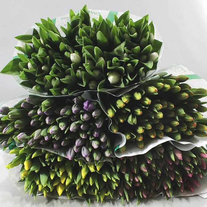 TULIP 5 COL MIX X 250 (COLS MAY VARY TO IMAGE)