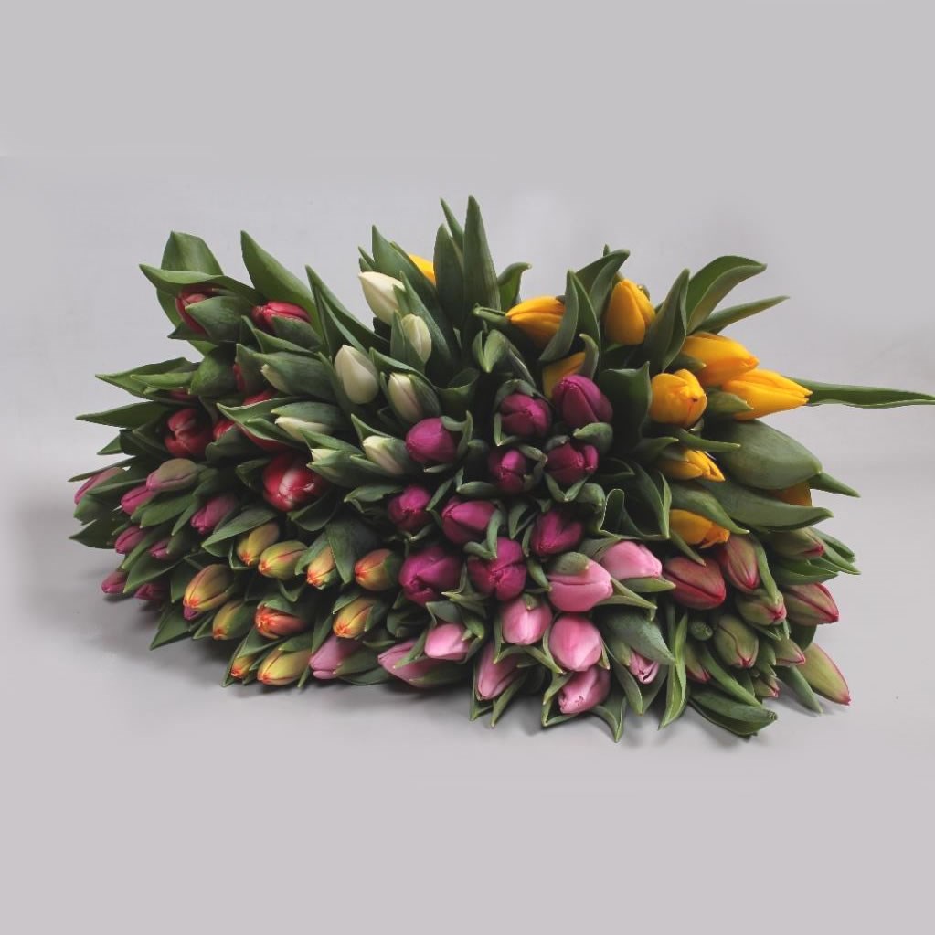 TULIP 7 COL MIX X 170 (COLS MAY VARY TO IMAGE)