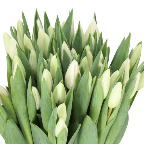 TULIPS ALBATROS