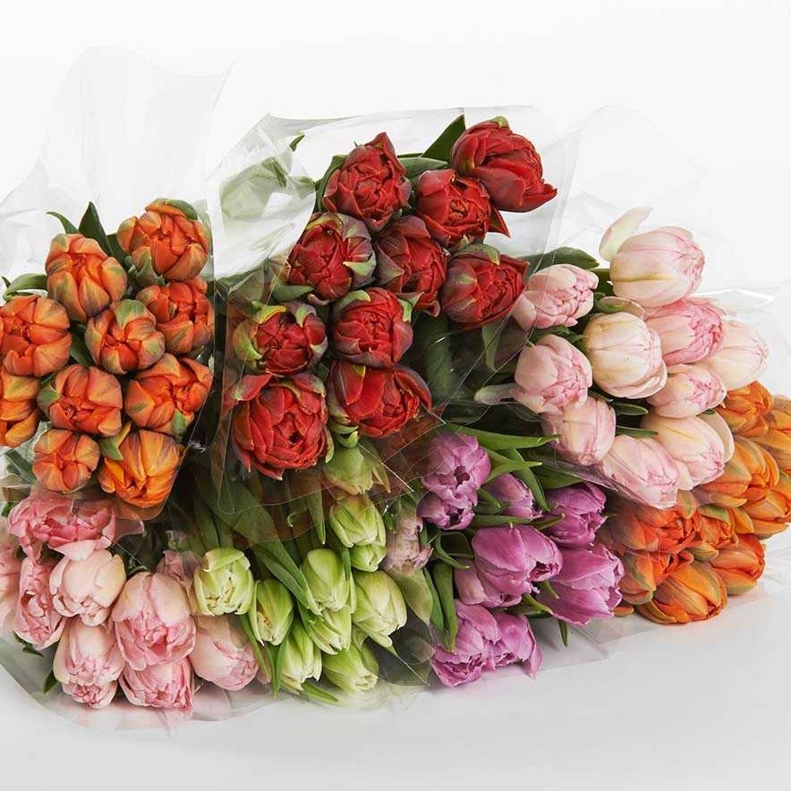 TULIPS CARACAS 35cm 30gm Wholesale Dutch Flowers & Florist Supplies UK