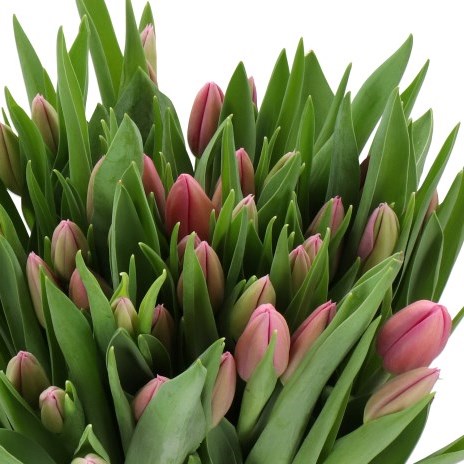 TULIPS KISKA