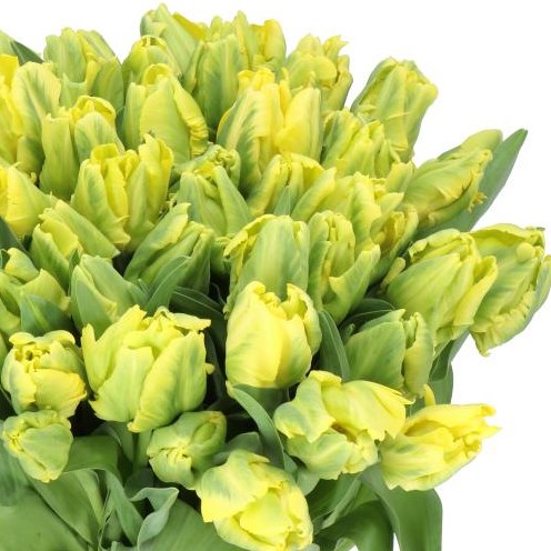 TULIPS YELLOW MADONNA (PARROT)