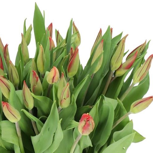 TULIPS STRONG FIRE