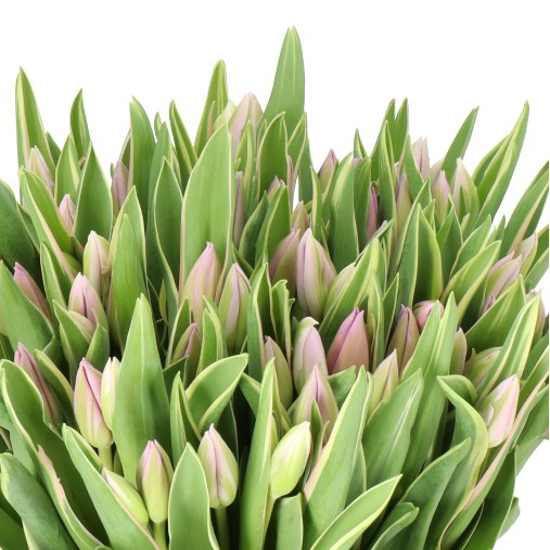 TULIPS SUMMER BREEZE