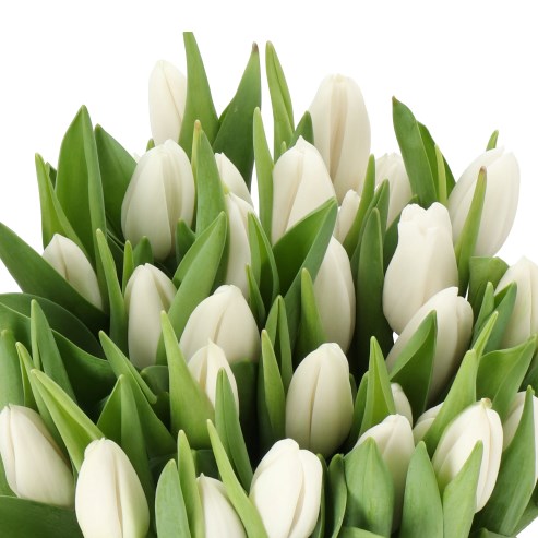 TULIP TESTOSTERONE