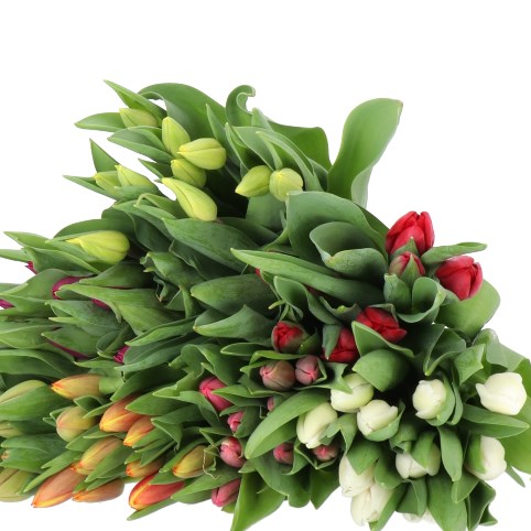 TULIPS 7 COLOUR MIX