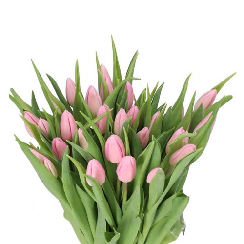TULIPS AAFKE