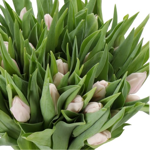 TULIPS AAFKE DIAMOND