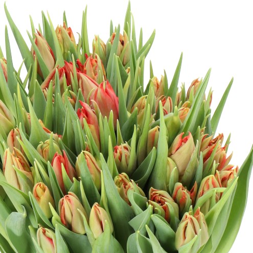 TULIPS ABBA