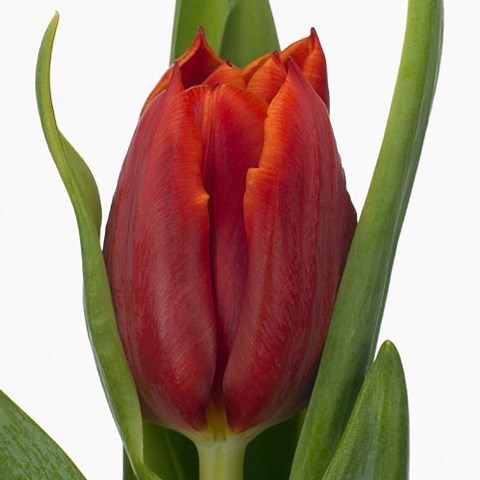 TULIPS ABRA