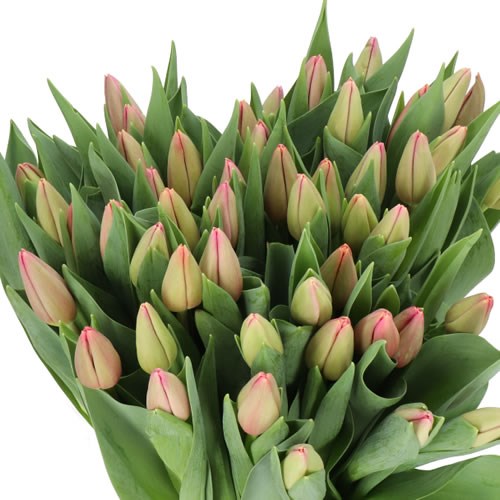 TULIPS ACE PINK