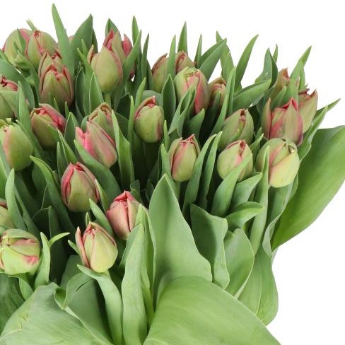 TULIPS ADORE