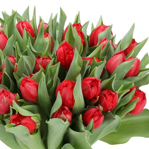 TULIPS AGITATO