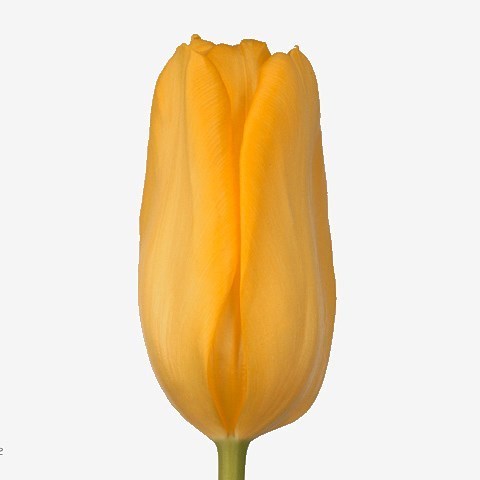 TULIPS AGRASS GOLD