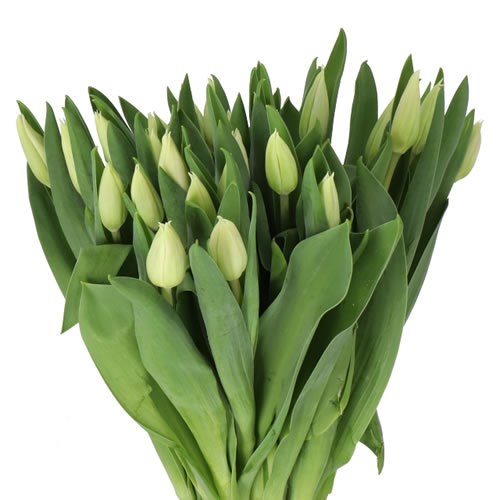 TULIPS AGRASS WHITE