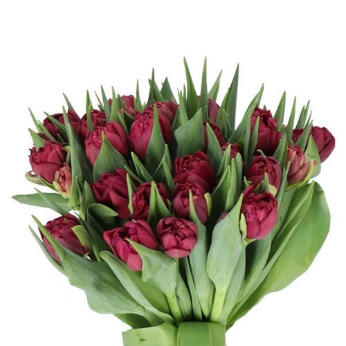 TULIPS ALISON BRADLEY