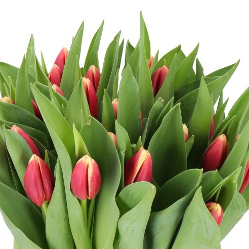 TULIPS ALMELO