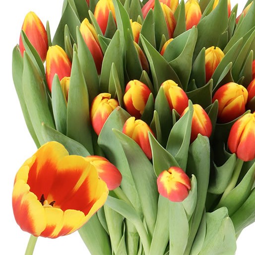 TULIPS ALOHA