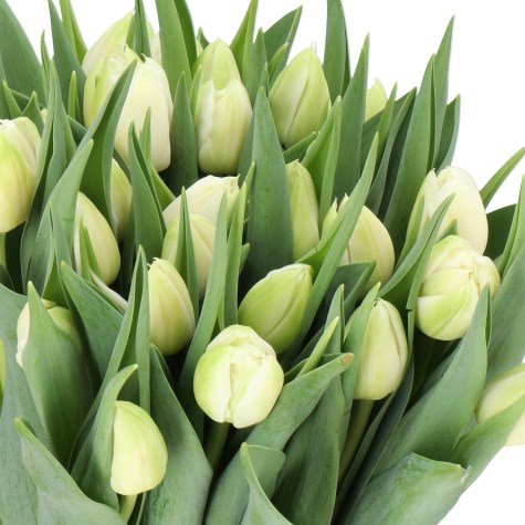 TULIPS ALTITUDE