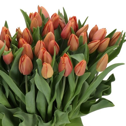 TULIPS AMARU