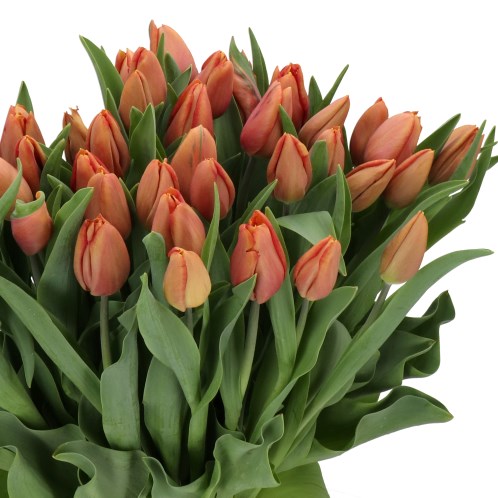 TULIPS AMARU
