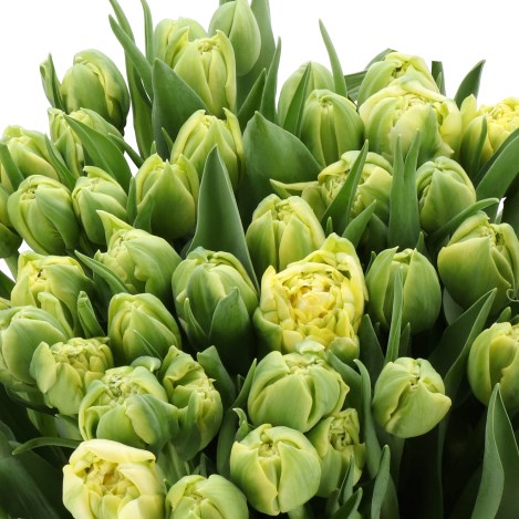 TULIPS AMBIANCE