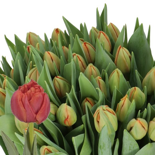TULIPS ANDANTE