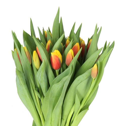 TULIPS ANDRE CITROEN